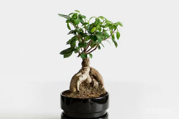 高清摄影 黑 Pot 中 绿色 茎叶