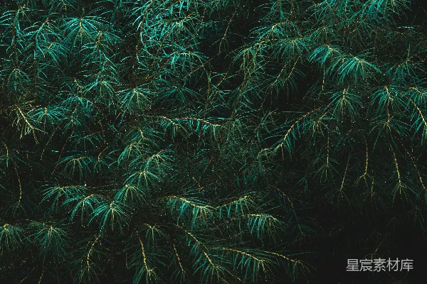 高清摄影 绿植的近景摄影