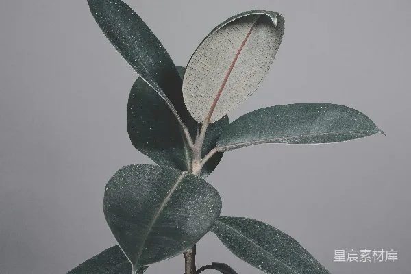 高清摄影 绿叶植株生于棕茎上