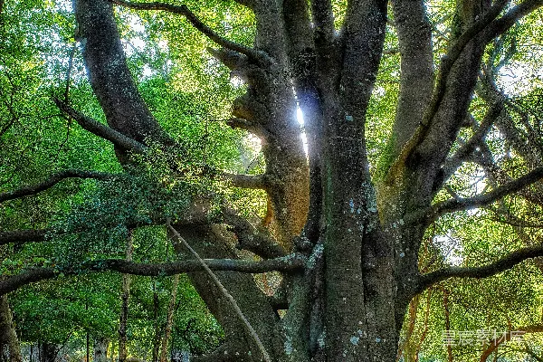 高清摄影 白天绿色和棕色的树木