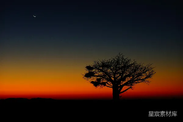 高清摄影 夕阳下的树影轮廓