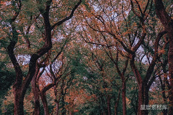 高清摄影 一个充满树木和绿草的公园