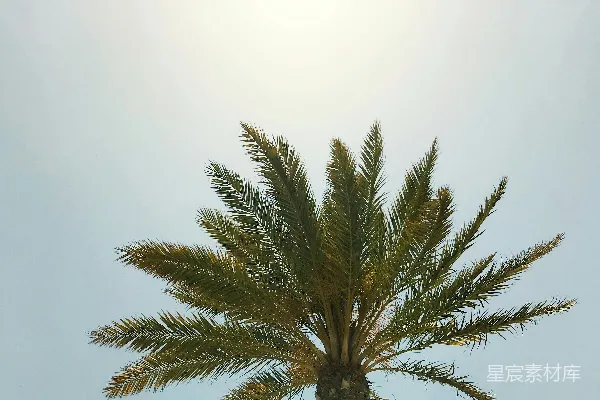 高清摄影 一棵绿油油的手掌树