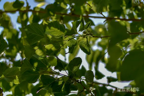 高清摄影 树上一只鸟儿坐在枝头
