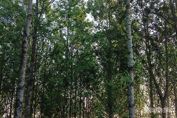 高清摄影 woods里有很多树