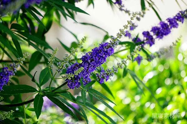 高清摄影 盛开的紫花
