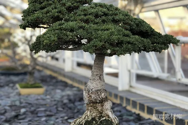 高清摄影 路旁的绿树