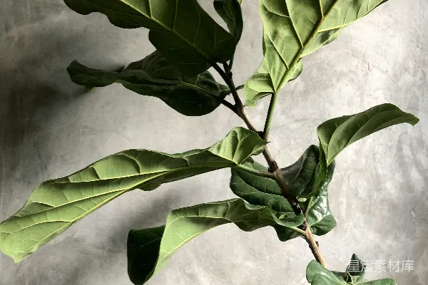 高清摄影 黑色花盆中的绿色植物
