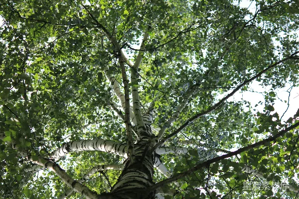 高清摄影 白天低角度拍摄的绿叶树木的照片