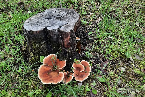 高清摄影 树桩上长满了蘑菇