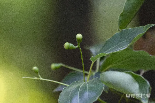 高清摄影 一株绿色植物的特写镜头，叶子清晰可见