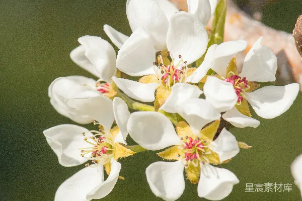 高清摄影 白天开花的白花在选择性聚焦摄影中的表现