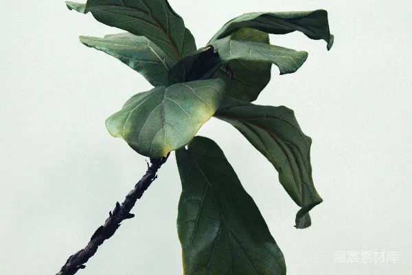 高清摄影 绿叶植物
