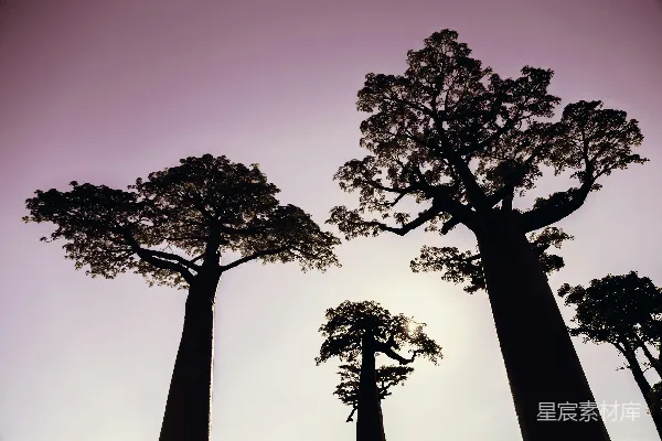 高清摄影 低角度拍摄的树木