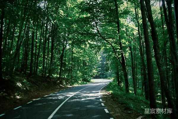 高清摄影 树间的道路