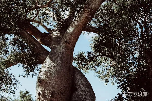 高清摄影 扭曲的树干