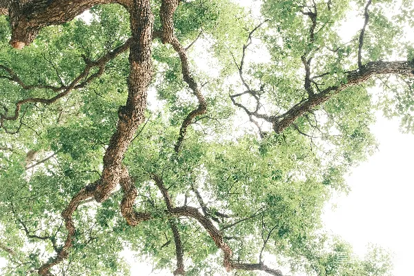 高清摄影 一棵有很多绿叶的大树