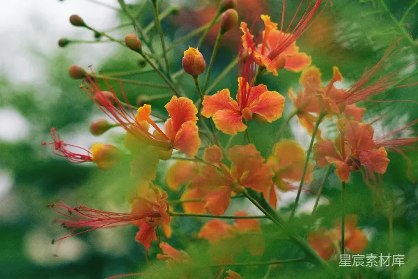 高清摄影 红黄交错的花朵在倾斜透视镜头下