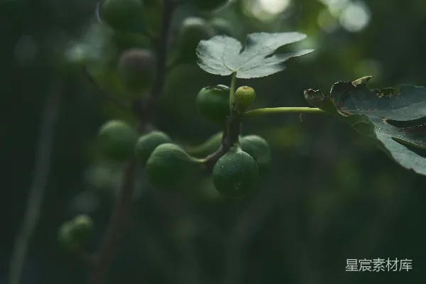 高清摄影 枝头近景，绿叶环绕