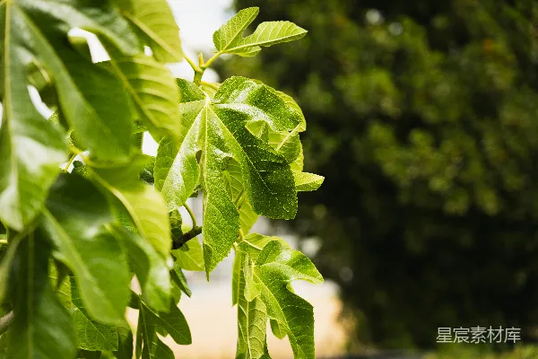 高清摄影 田野里一片叶片茂密的植物特写