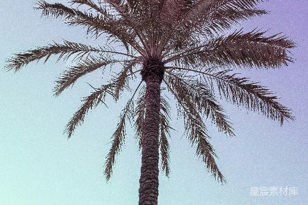 高清摄影 背景是紫色天空的棕榈树