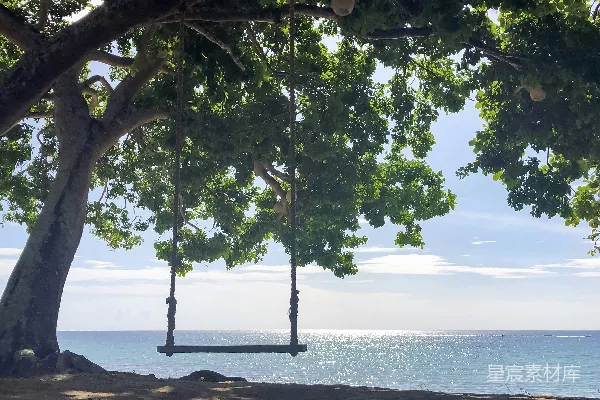 高清摄影 树顶悬挂着一根秋千，俯瞰着海洋。
