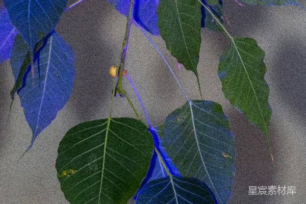 高清摄影 一棵长有蓝色叶子的树的一根树枝