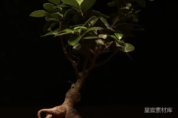 高清摄影 红 Pot 上的 绿 色 植物