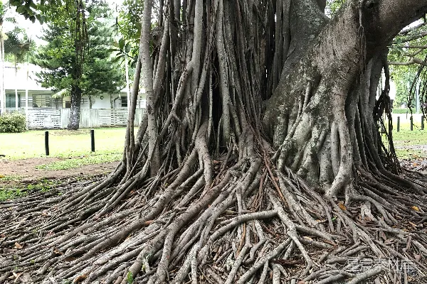 高清摄影 多枝树木