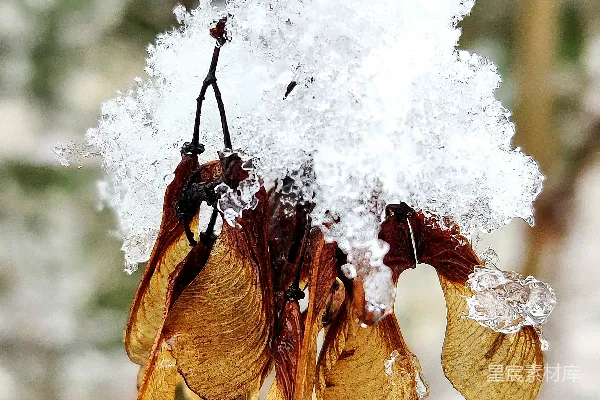 高清摄影 棕色干叶覆盖着白雪
