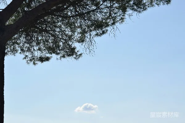 高清摄影 天空中只有一棵树的意境。