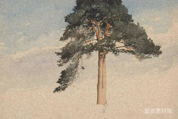 高清摄影 一棵高大的松树矗立在阴云密布的天空下。