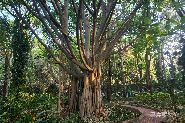 高清摄影 森林中一棵巨大的树木