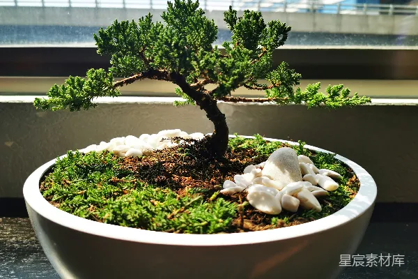 高清摄影 绿色植物放在白瓷盆中