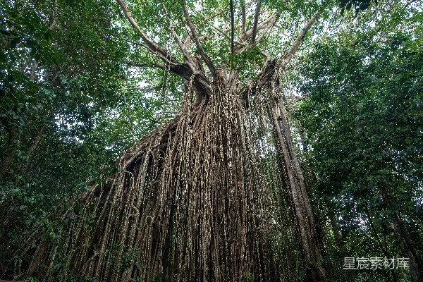 高清摄影 白天棕色的树干