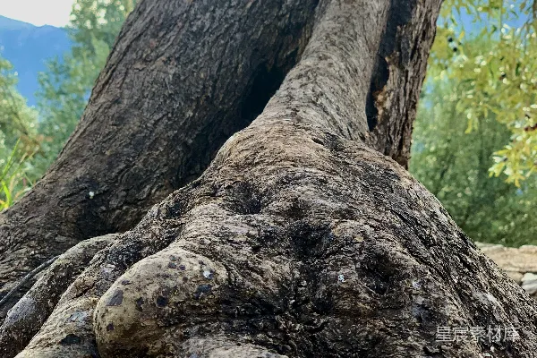高清摄影 一棵粗壮的大树