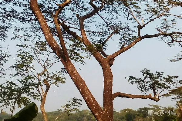 高清摄影 田间一棵大树