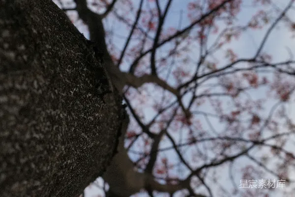 高清摄影 仰望树上的枝条
