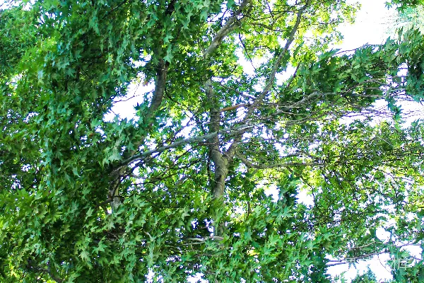 高清摄影 一只鸟停在树干上