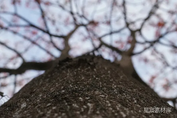 高清摄影 看着一棵没有叶子的树