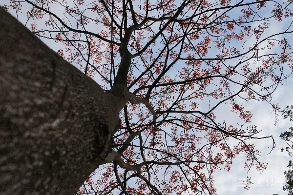 高清摄影 仰望一棵满是红叶的树
