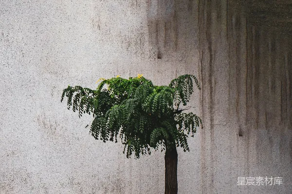 高清摄影 墙前一棵小树