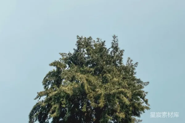 高清摄影 一棵长有大量绿叶的高树