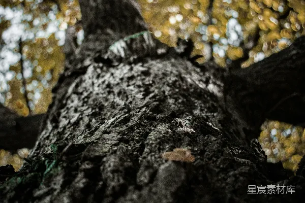 高清摄影 白天棕色的树干