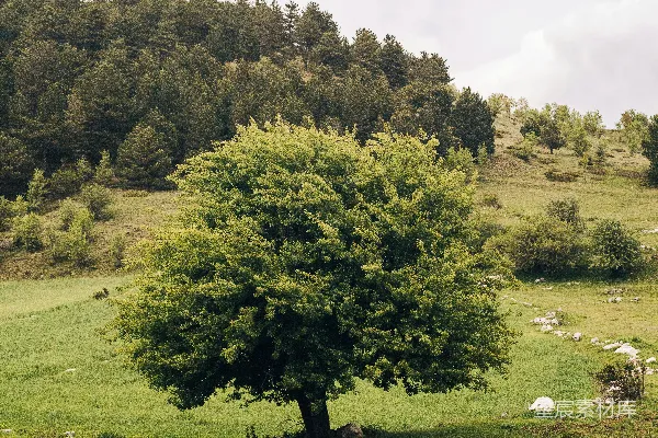 高清摄影 一片草地上孤树的景象