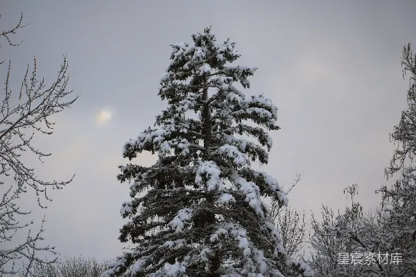高清摄影 背景中有月亮的一棵覆雪松树