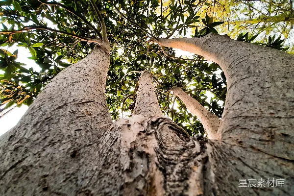 高清摄影 仰望两棵高树的顶端