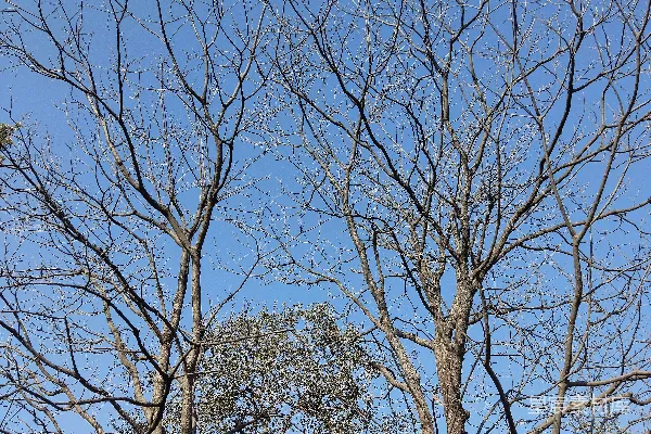 高清摄影 几棵树站在草地上