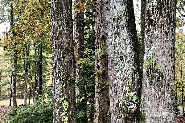 高清摄影 森林中一群树木，地上落叶纷飞。