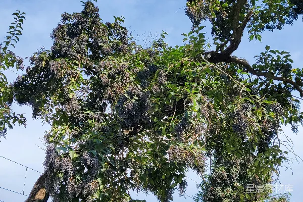 高清摄影 相邻的几棵树